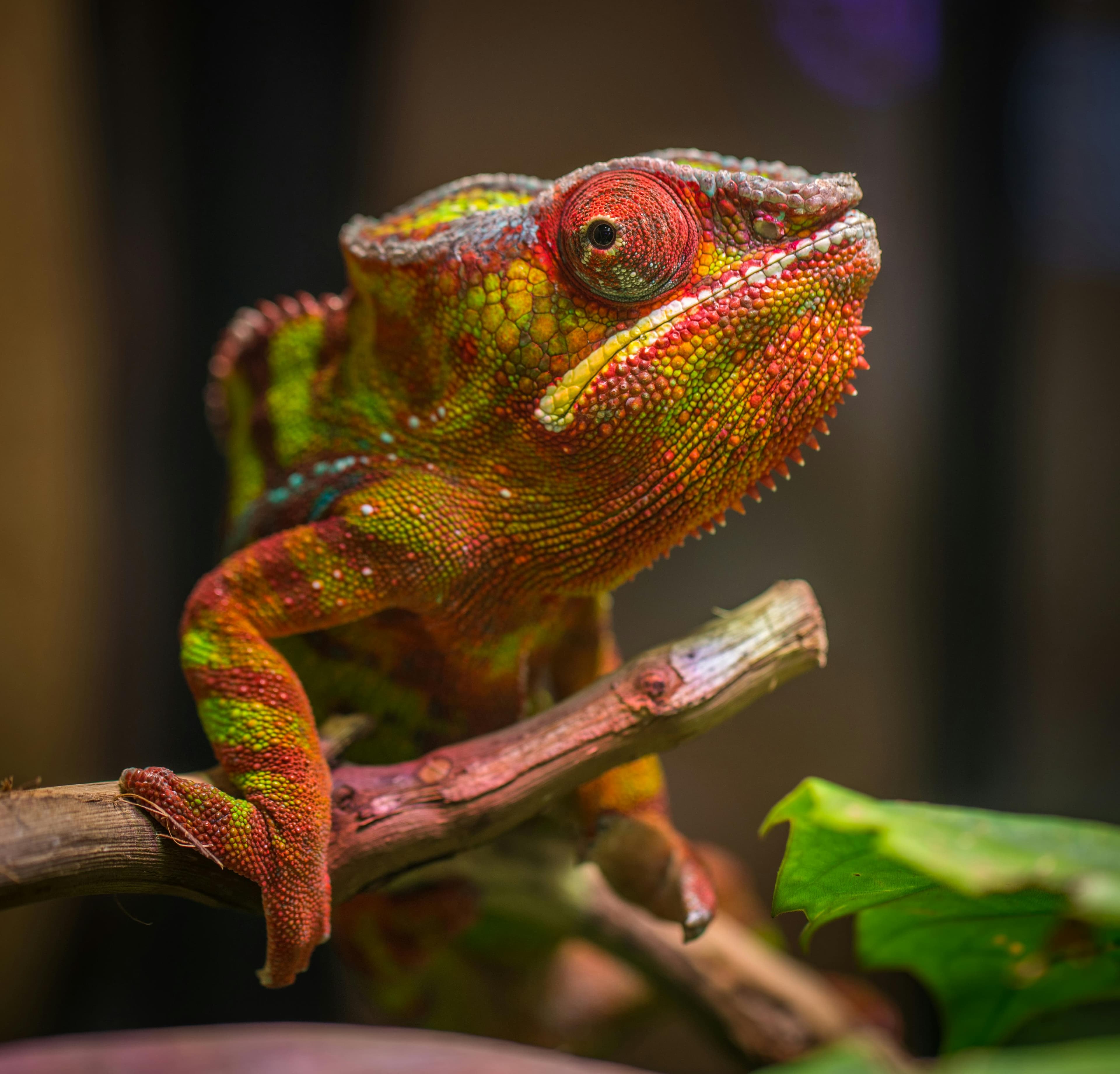 Colorful chameleon — find your perfect reptile
