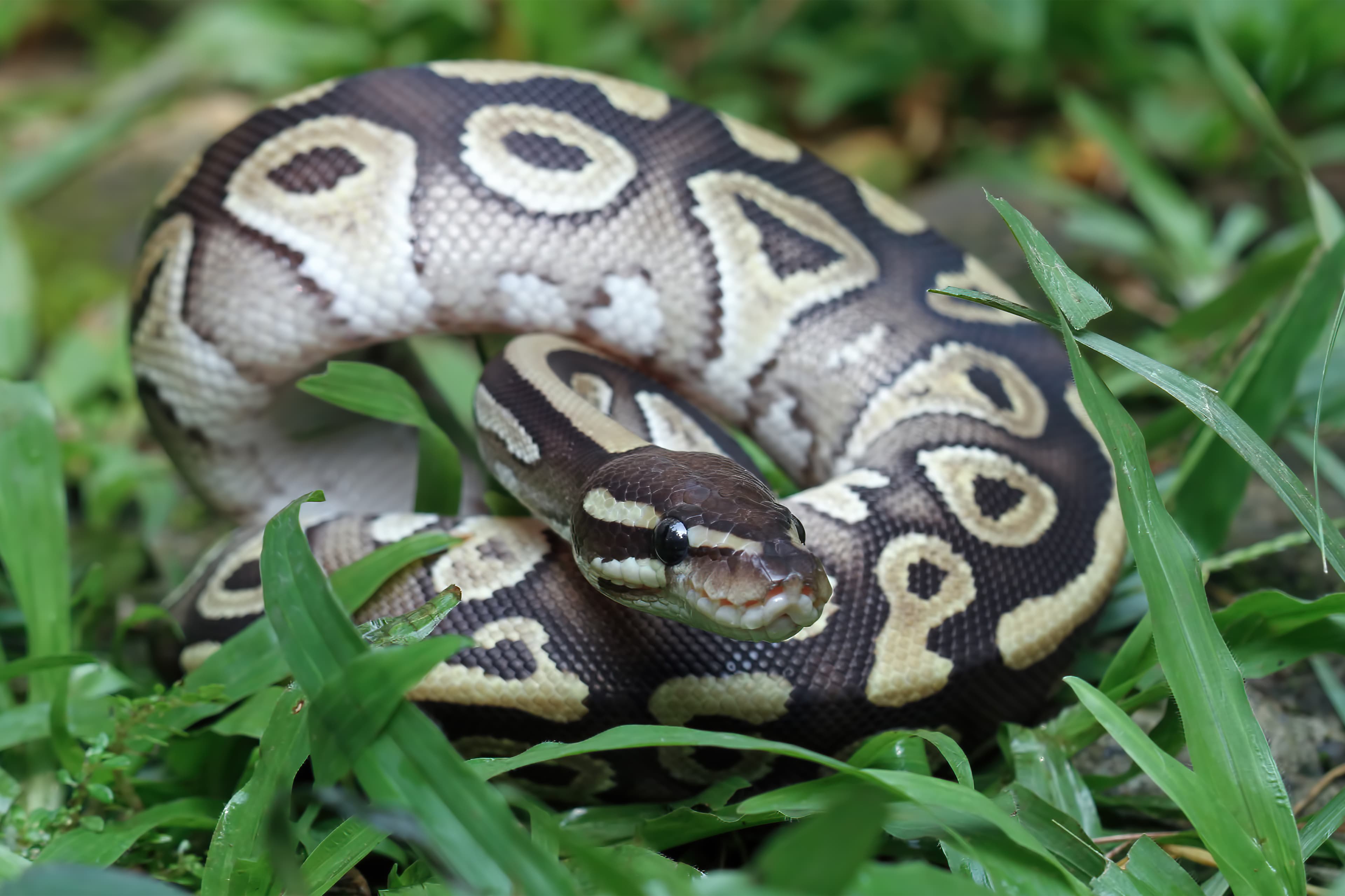 Ball Python