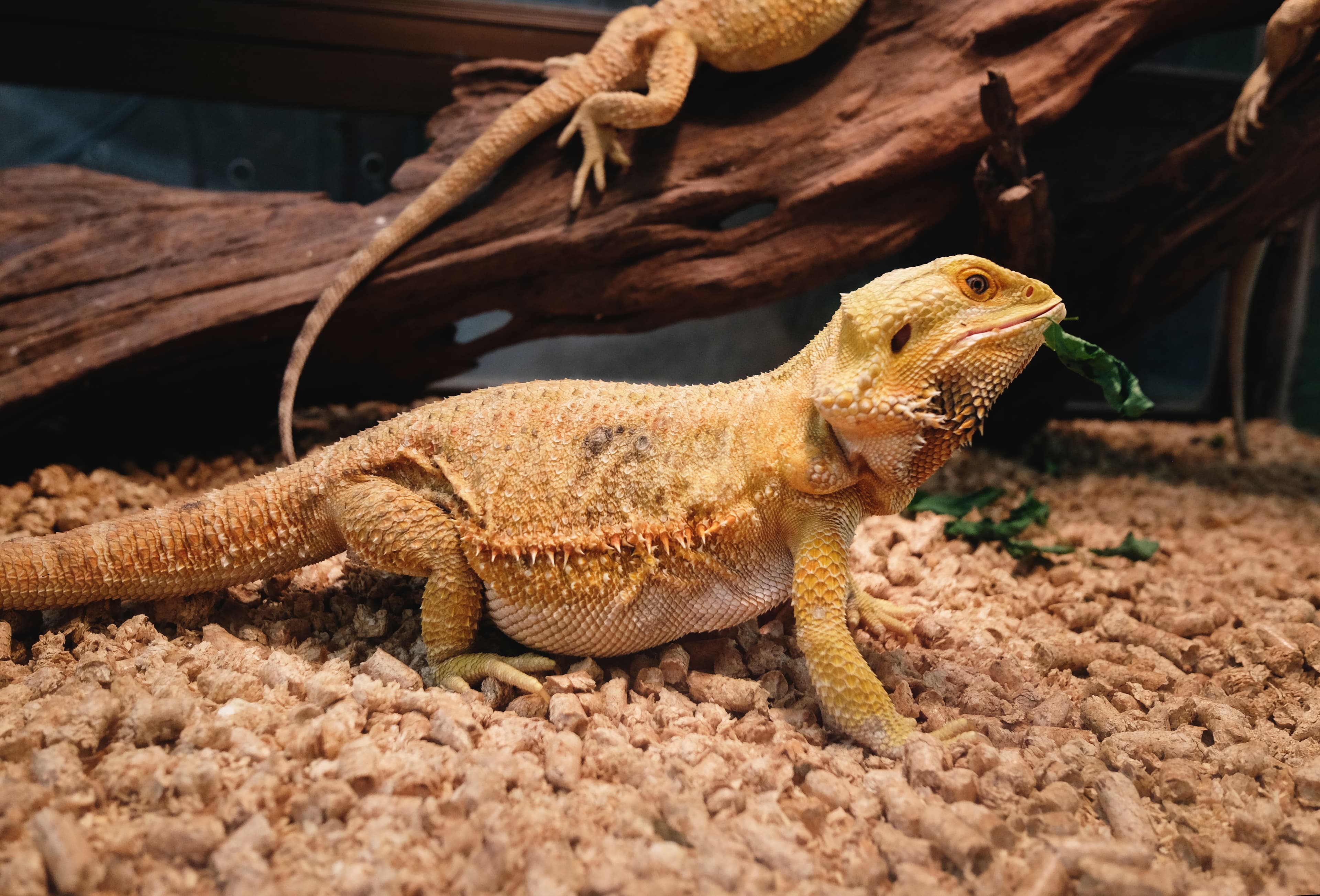 Bearded Dragon