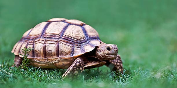 Russian Tortoise