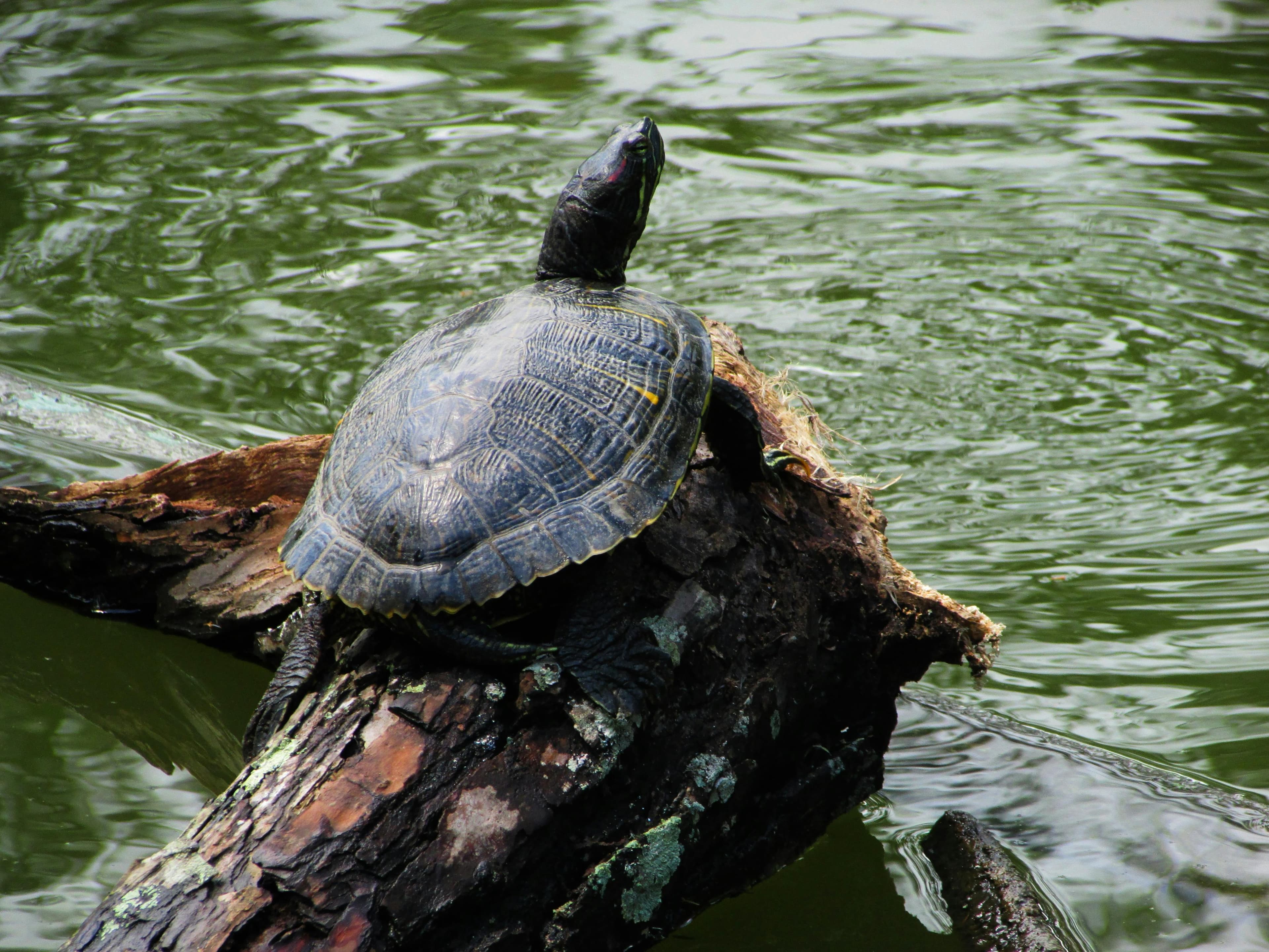 Red-Eared Slider