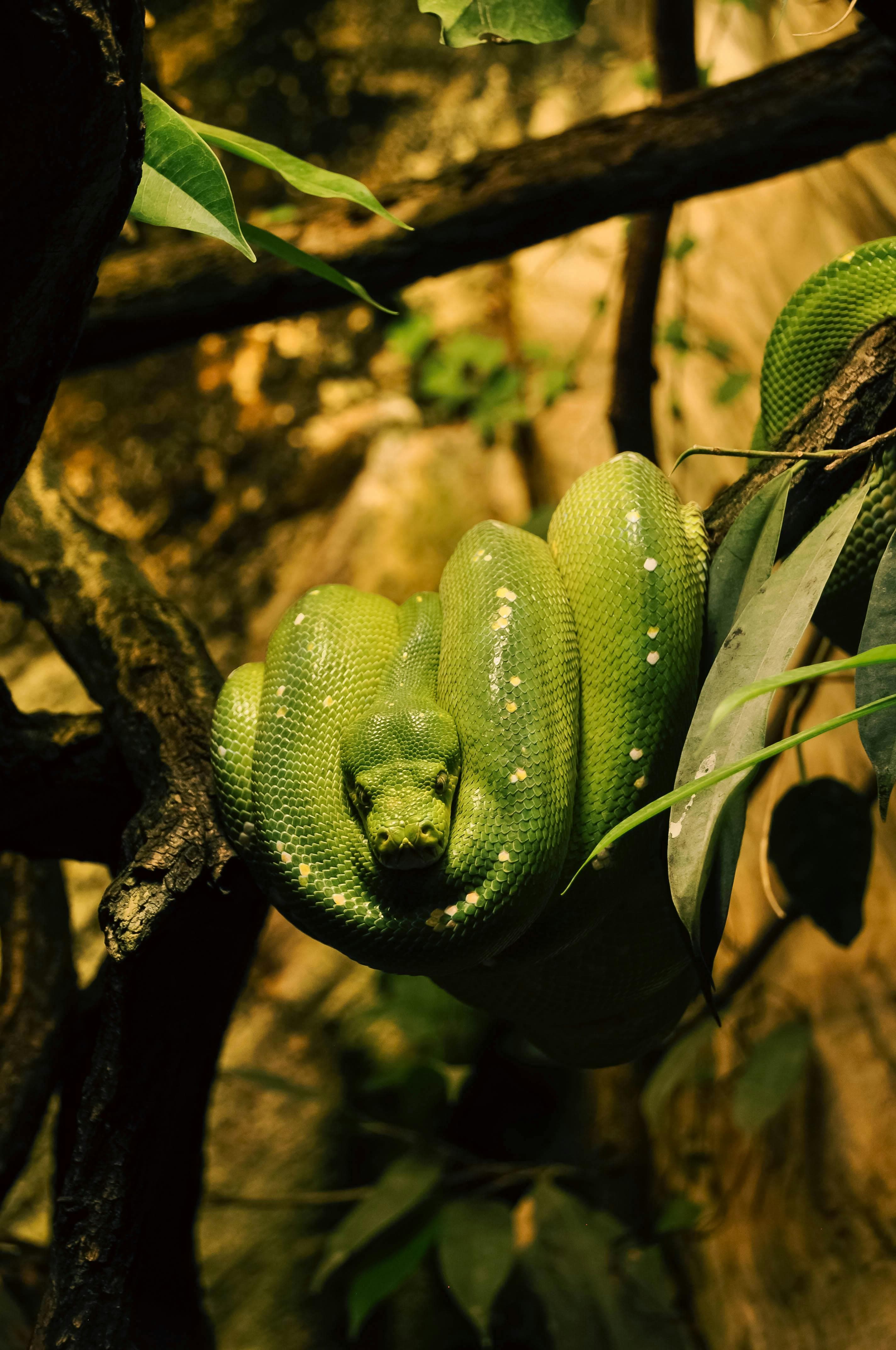 Green Tree Python