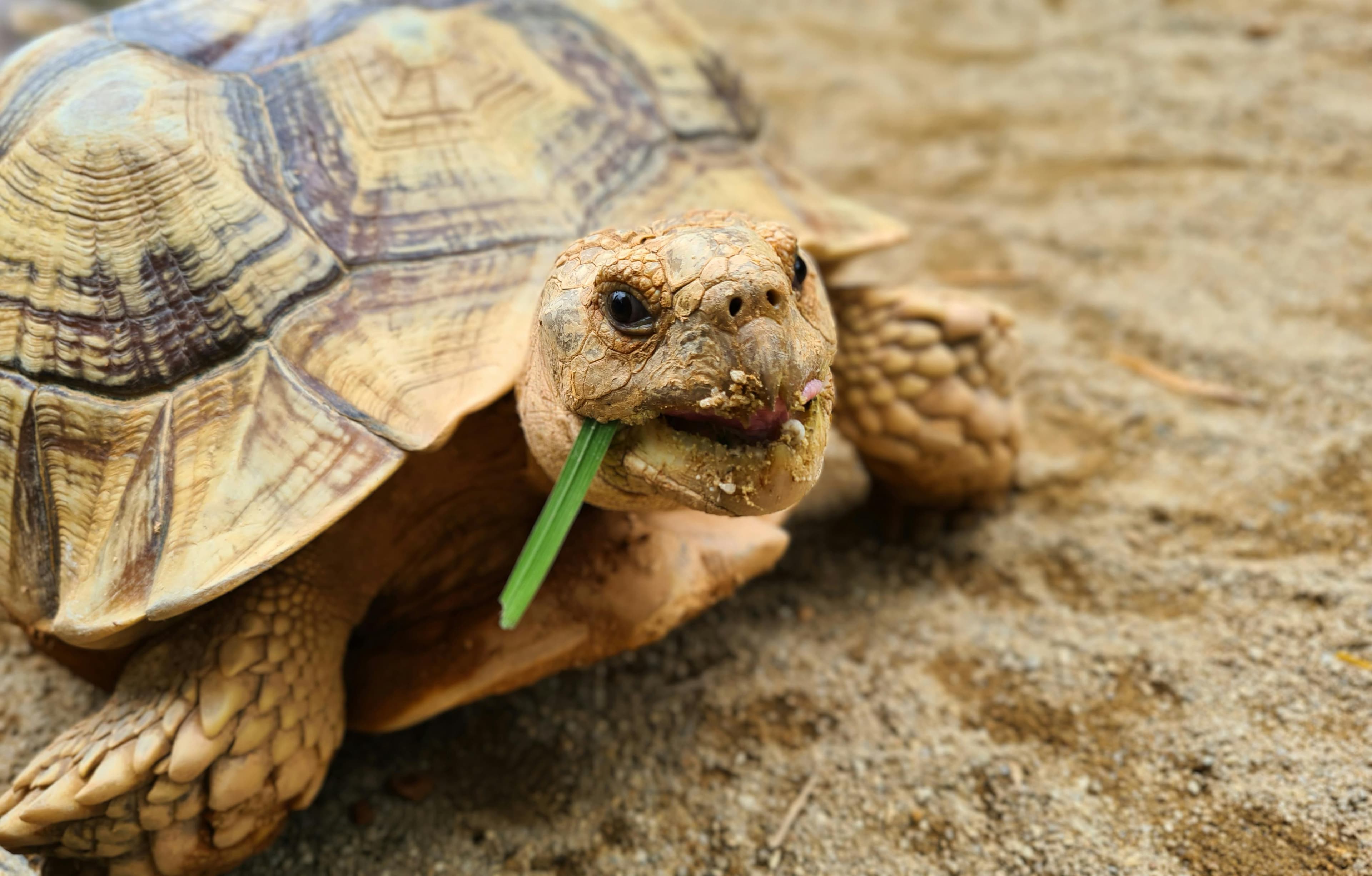 Sulcata Tortoise