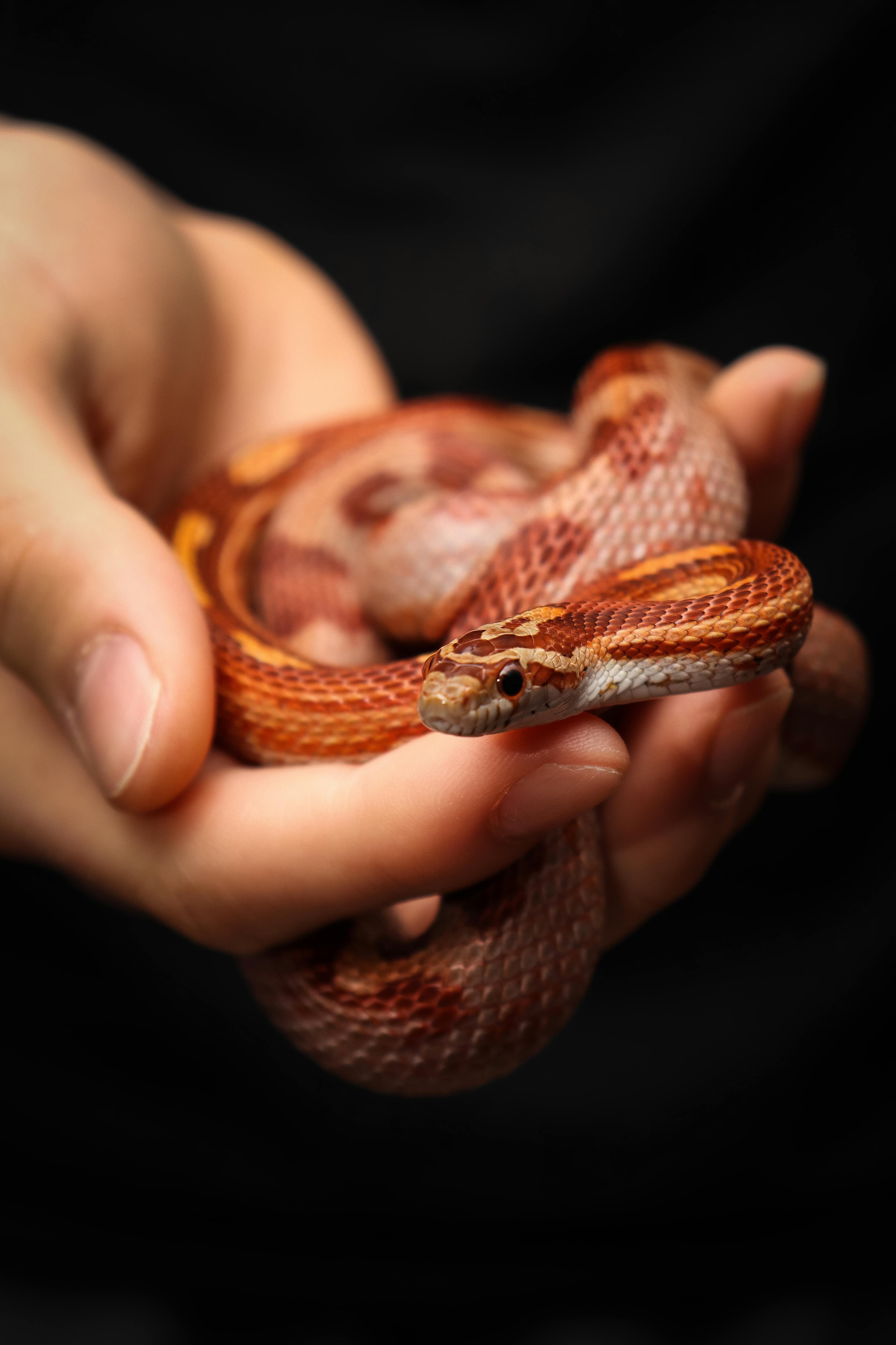 Corn Snake