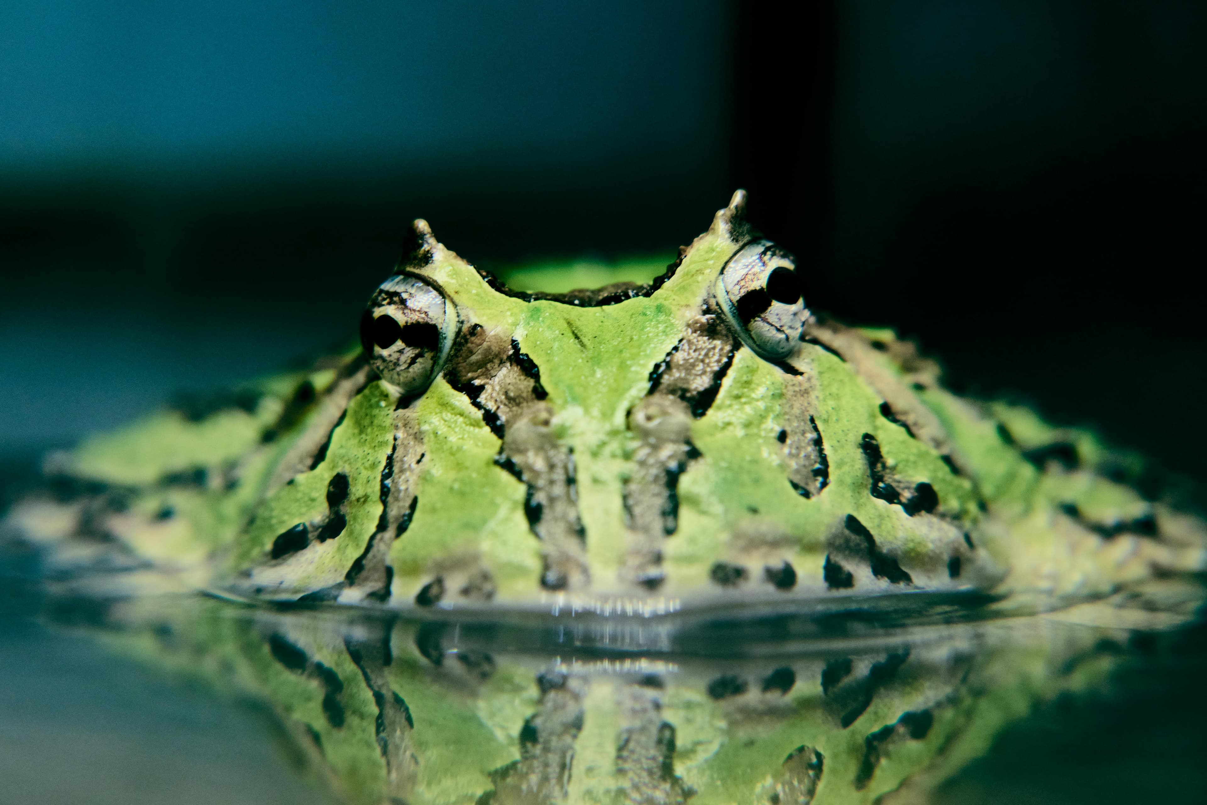Pacman Frog